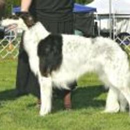 Borzois from Bella Luna Kennel