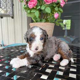 Esther - Blue merle female Bernedoodle puppy in Bowling Green, Ohio from FDF Pyredoodles & Bernedoodles