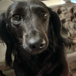 Lilith Grace - Dachshund