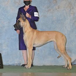 Holly - Great Dane