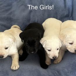 Labrador Retriever Puppies from Stonegate Labradors