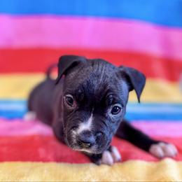 Sable Female - Seal brown female American Pit Bull Terrier puppy in Nine Mile Falls, Washington from Bartin Kennels