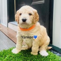 YANKEE - Fawn and white male Sheepadoodle puppy in Buffalo, Minnesota from Fur-ever Doodles