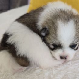 Bekah - Black and tan parti female Pomeranian puppy in Cleveland, Tennessee from Deborah's Darlings