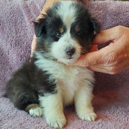 Shetland Sheepdog Puppies from Hawks Acres Shetland Sheepdogs