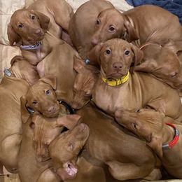 Vizsla Puppies from Carlson Vizslas