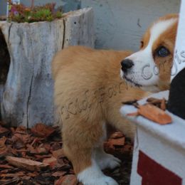 Pembroke Welsh Corgi Puppies from NannyKid Farm Corgis