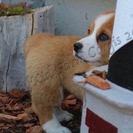Pembroke Welsh Corgi Puppies from NannyKid Farm Corgis