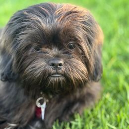Benji - Brindle and white male Shih Tzu puppy in Lakewood, California from GariTzu Kingdom