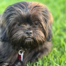 Benji - Brindle and white male Shih Tzu puppy in Lakewood, California from GariTzu Kingdom