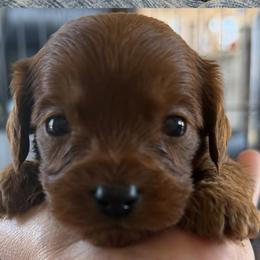 Koda - Chocolate female Cavapoo puppy in Gatesville, Texas from Country Club Cavapoos
