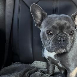 French Bulldogs from Stealing Hearts Frenchies, LLC
