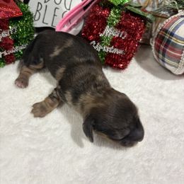 Dapple female - Dapple female Dachshund puppy in Pleasant Plains, Arkansas from JGBs Dachshunds