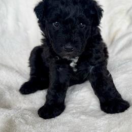 Mr. Boy - Black male Pumi puppy in Fife Lake, Michigan from Nixie Kennels