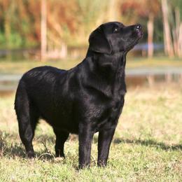 Hannah - Labrador Retriever