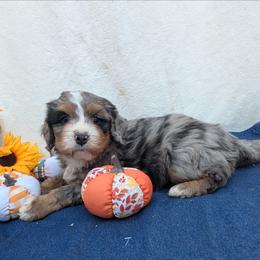 Fiesta ultra - Merle male Bernedoodle puppy in Placerville, California from Quartz Mountain Doodles