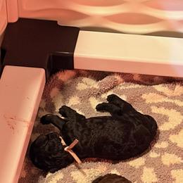 Poodle Puppies from Royal Dixie Poodles