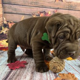 Chinese Shar-Pei and Companion Cross Puppies from Mini Hippo Land