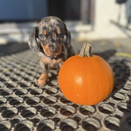 Woody - Dapple male Dachshund puppy in Anaheim, California from SoCal Mini Dachshunds
