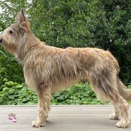 "Marius - GCH CH Pollux des Montagnes" Berger Picard and Old English Sheepdog All Grown Up from Stargazer OES and Bergers Picards des Etoiles