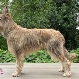 "Marius - GCH CH Pollux des Montagnes" Berger Picard and Old English Sheepdog All Grown Up from Stargazer OES and Bergers Picards des Etoiles