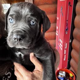 Terry - Gray male Cane Corso puppy in El Dorado, Arkansas from Lower Arkansas Cane Corso