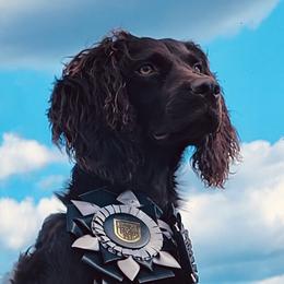 Boykin Spaniels from Sliding Creek Retrievers