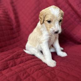 Black - Parti male Goldendoodle puppy in Millville, New Jersey from Michelle's Doodles