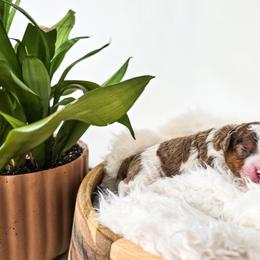 Arwen - Chocolate merle female Bernedoodle puppy in Gaylord, Michigan from Dog Mom Co. Doodles