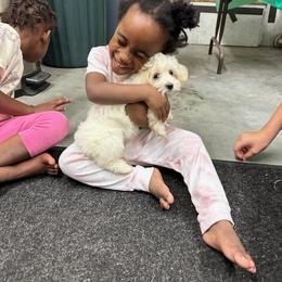 Coton de Tulear and Poodle Puppies from Legacy Pets