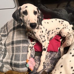 Bud LUA - White and black male Dalmatian puppy in Arlington, Texas from Bri’s Spot Garden - Glasscock Dalmatians