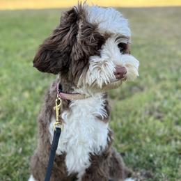 Bunny - Australian Labradoodle