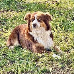 Dixie - Miniature Australian Shepherd