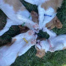 Cavalier King Charles Spaniel Puppies from Heart of a Cavalier