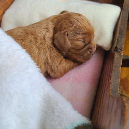 Lolly - Ruby female Cavalier King Charles Spaniel puppy in Winthrop, New York from McMahon's Cavalier King Charles Spaniels