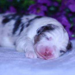 Jesse - Blue merle male Australian Shepherd puppy in Easton, Missouri from MMA Kennel