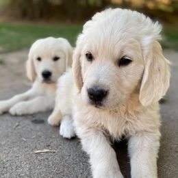 Golden Retrievers from Dutchess Dolly of the Palouse