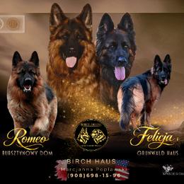 German Shepherd puppies from Birch Haus