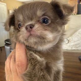 Griffin - Chocolate and tan male Chihuahua puppy in Citrus Heights, California from Golden State Chihuahuas