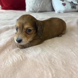 Kia - Red female Dachshund puppy in Temecula, California from Naomi Magee's Dachshund Kennel
