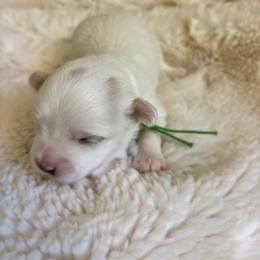 Simon - White male Maltese puppy in Raleigh, North Carolina from Loveable Litters