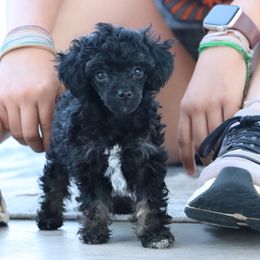 Chocolate chip - Phantom male Poodle puppy in Goliad, Texas from Sassy Lil Aussies and Diamond W Poodles