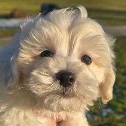 Kola - Cream male Maltipoo puppy in Lebanon, Kentucky from Mosaic Merle Doodles
