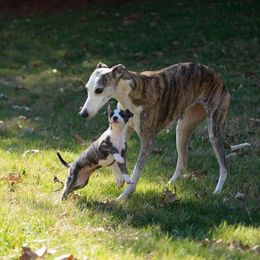 Whippet Puppies from Aperture Whippets