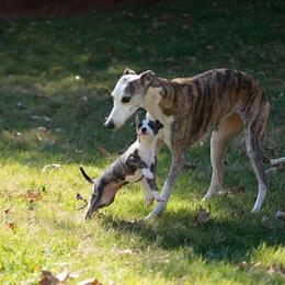 Whippet Puppies from Aperture Whippets