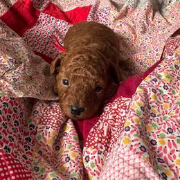 Poodle puppies from Teddy Doods: Goldendoodles & Poodles
