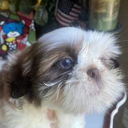 Boy 3 Little Vinny - Liver and white male Shih Tzu puppy in Troy, Michigan from "Shihtzu Best Friend"