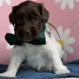 Orion - Chocolate male Australian Labradoodle puppy in Citrus Heights, California from Elite Blend Labradoodles