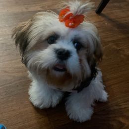 Bella - Shih Tzu