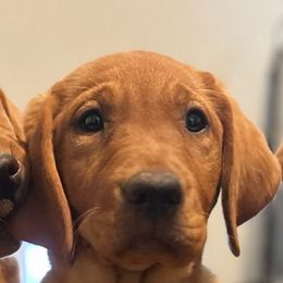 Daisy - Yellow female Labrador Retriever puppy in Reno, Nevada from Nevada Labradors